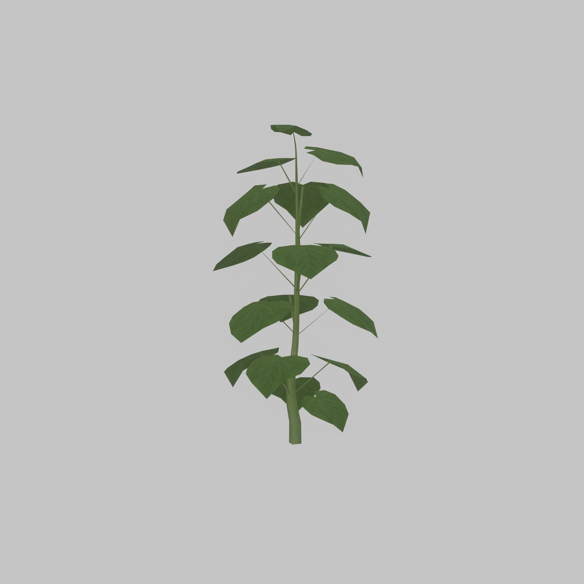 Empress tree summer LOD1 2000mm Low-poly 3D model_41
