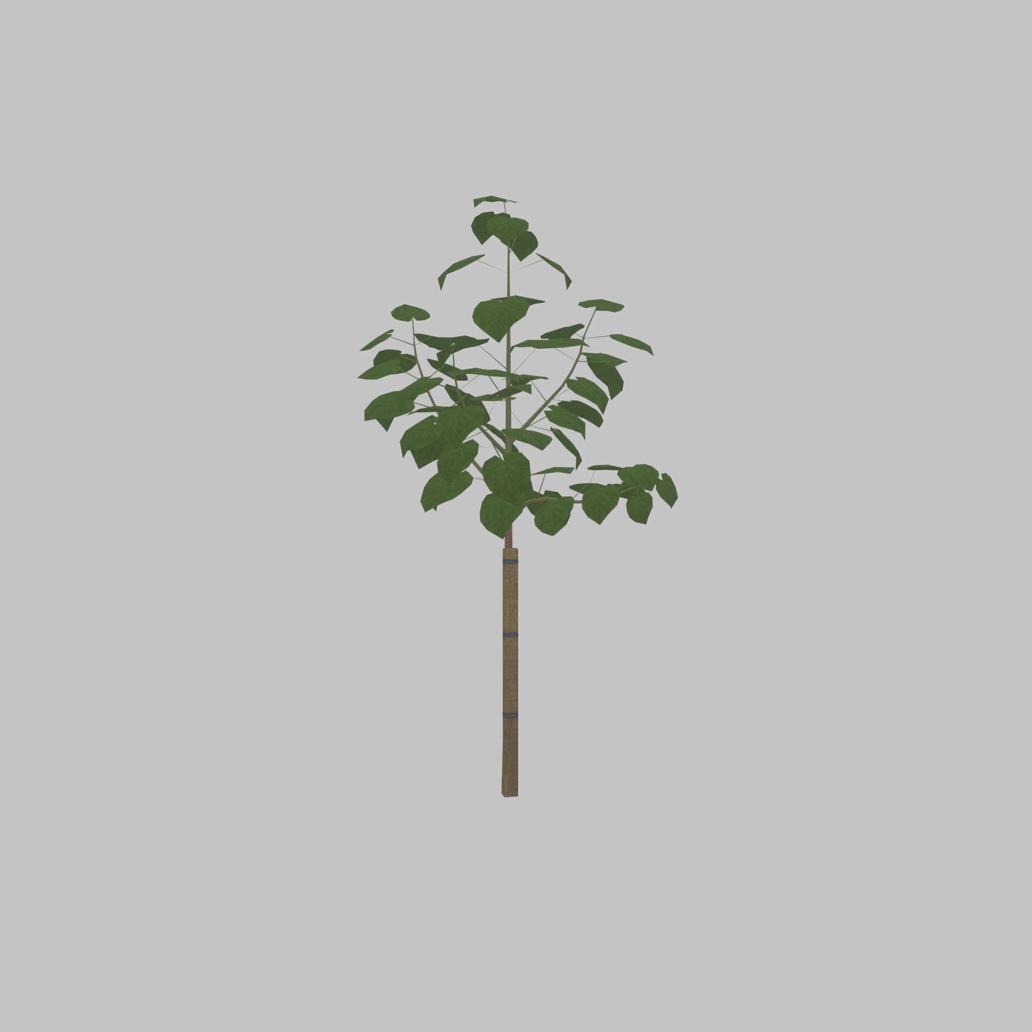 Empress tree summer LOD1 5000mm Low-poly 3D model_37