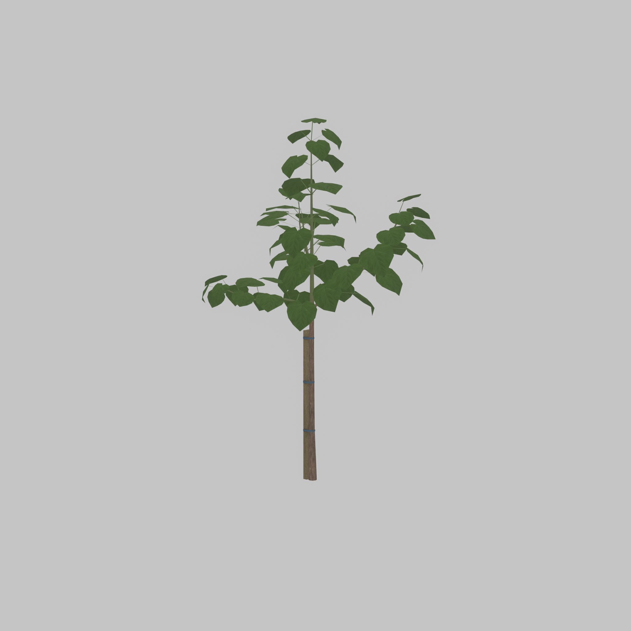 Empress tree summer LOD1 5000mm Low-poly 3D model_30