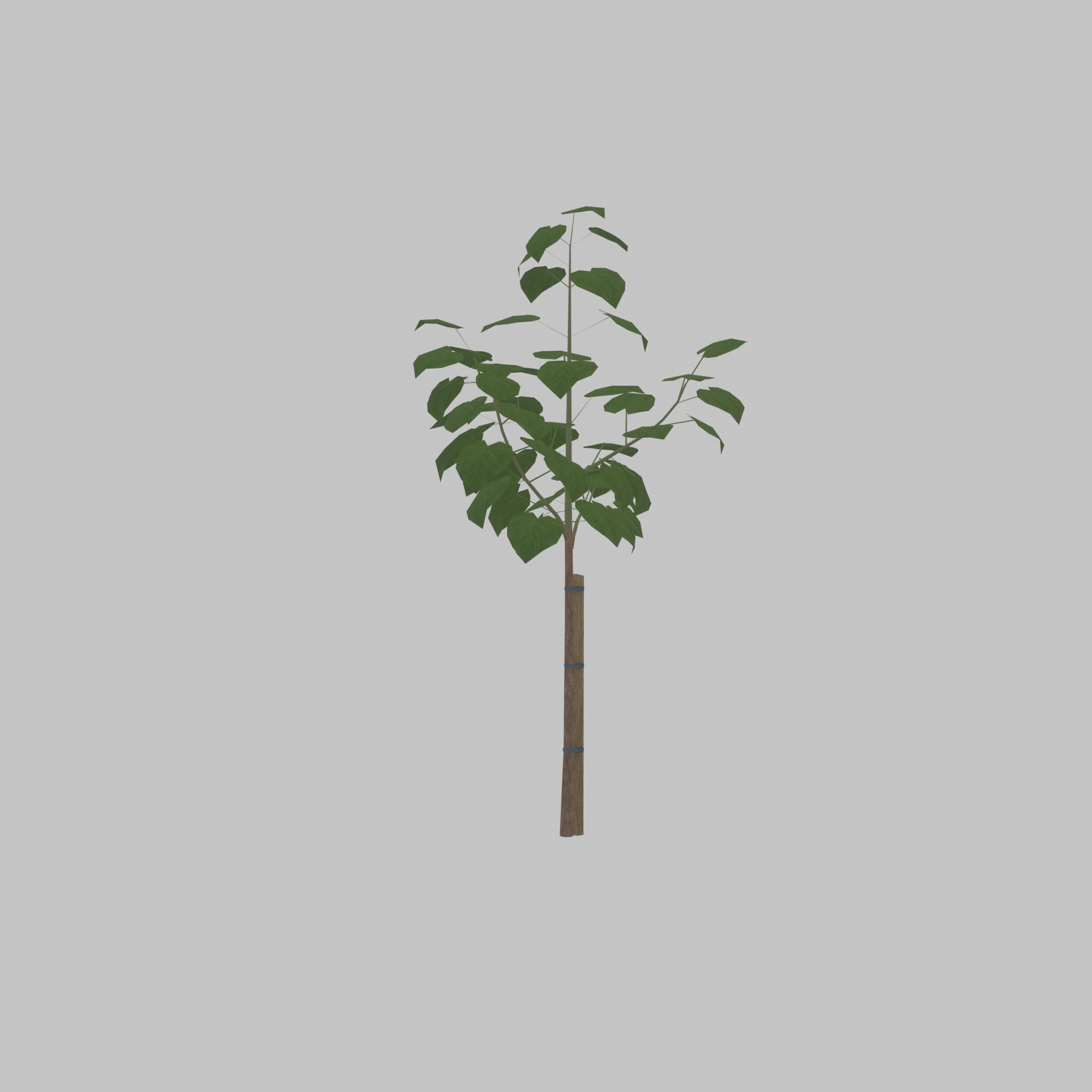 Empress tree summer LOD1 5000mm Low-poly 3D model_38