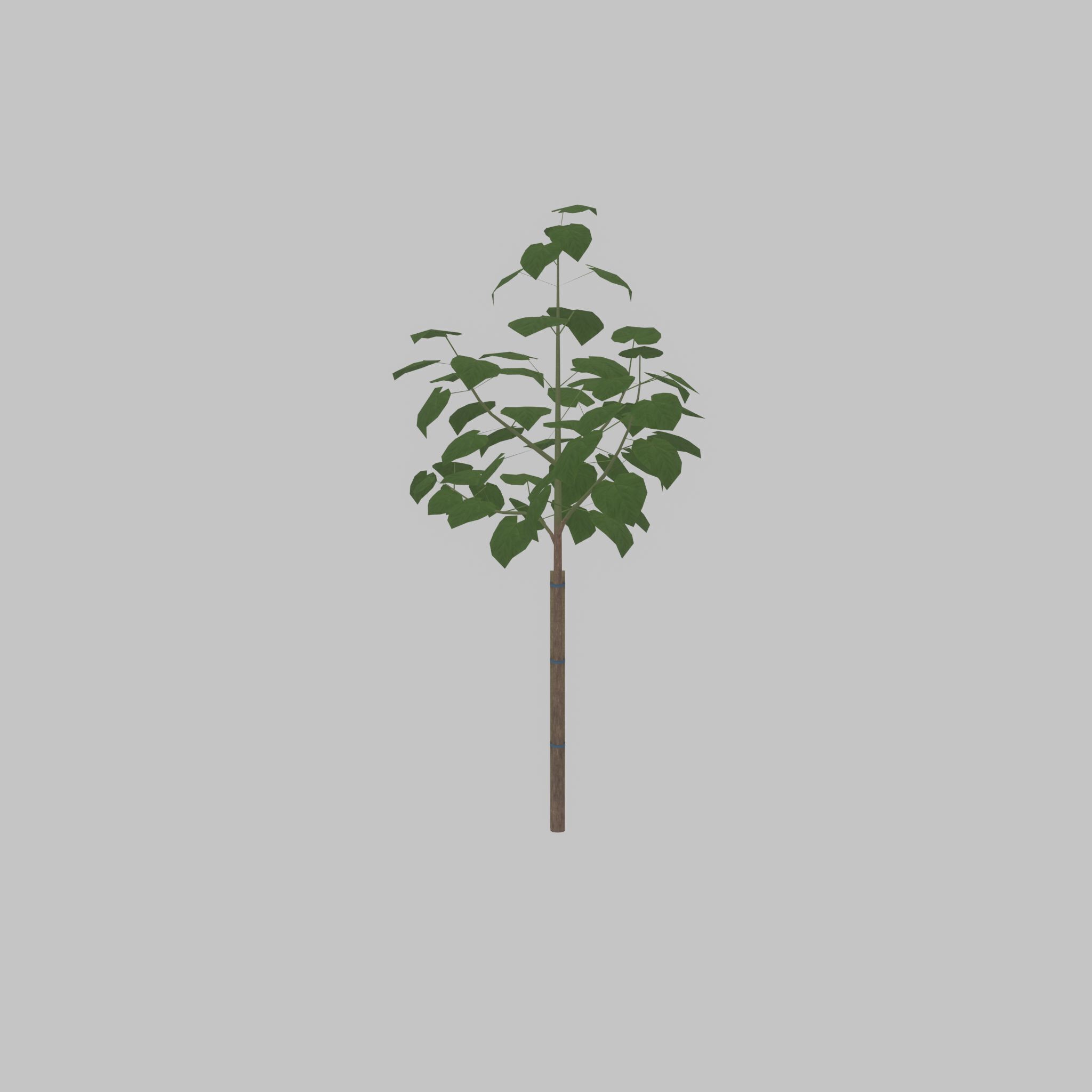 Empress tree summer LOD1 5000mm Low-poly 3D model_35