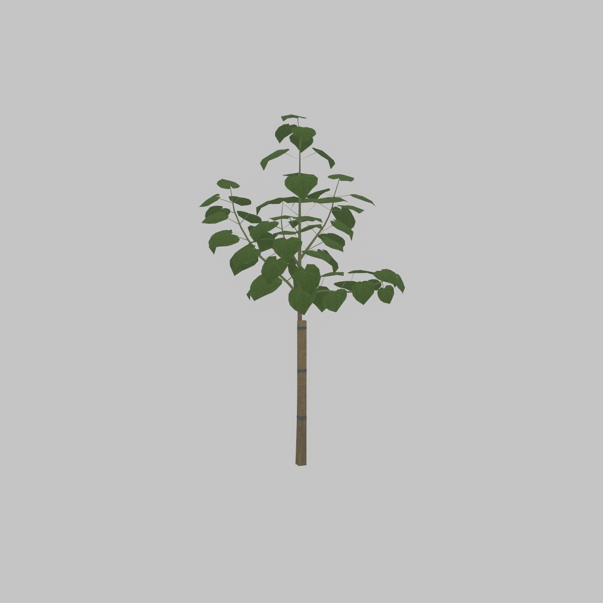 Empress tree summer LOD1 5000mm Low-poly 3D model_43