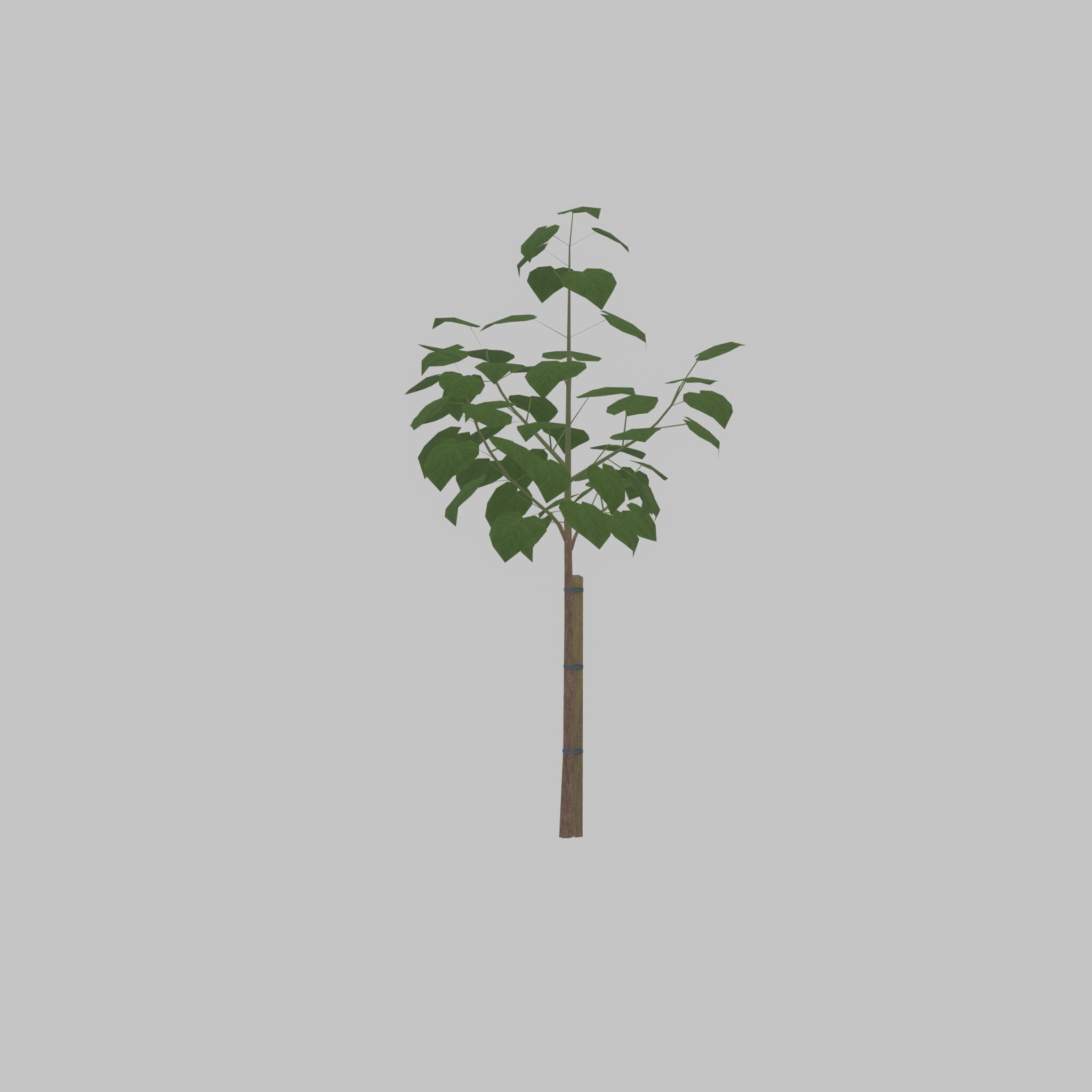 Empress tree summer LOD1 5000mm Low-poly 3D model_40