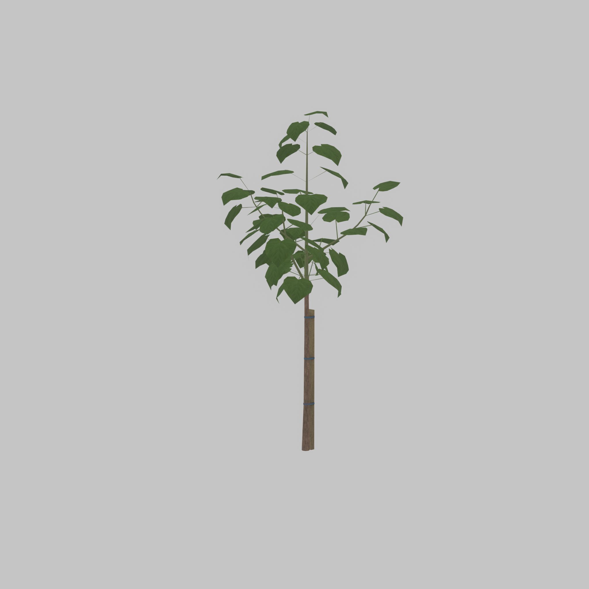 Empress tree summer LOD1 5000mm Low-poly 3D model_39