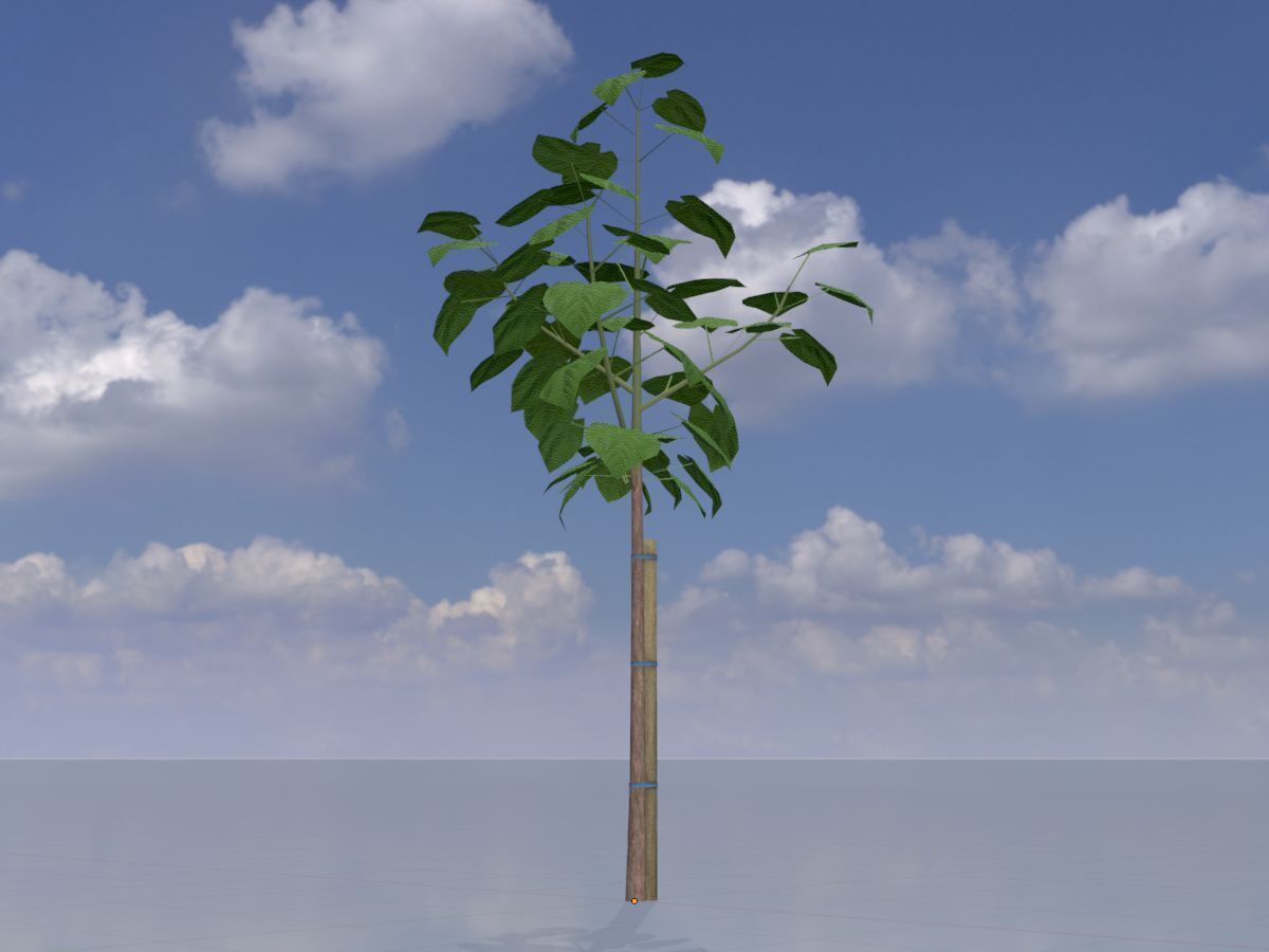 Empress tree summer LOD1 5000mm Low-poly 3D model_2