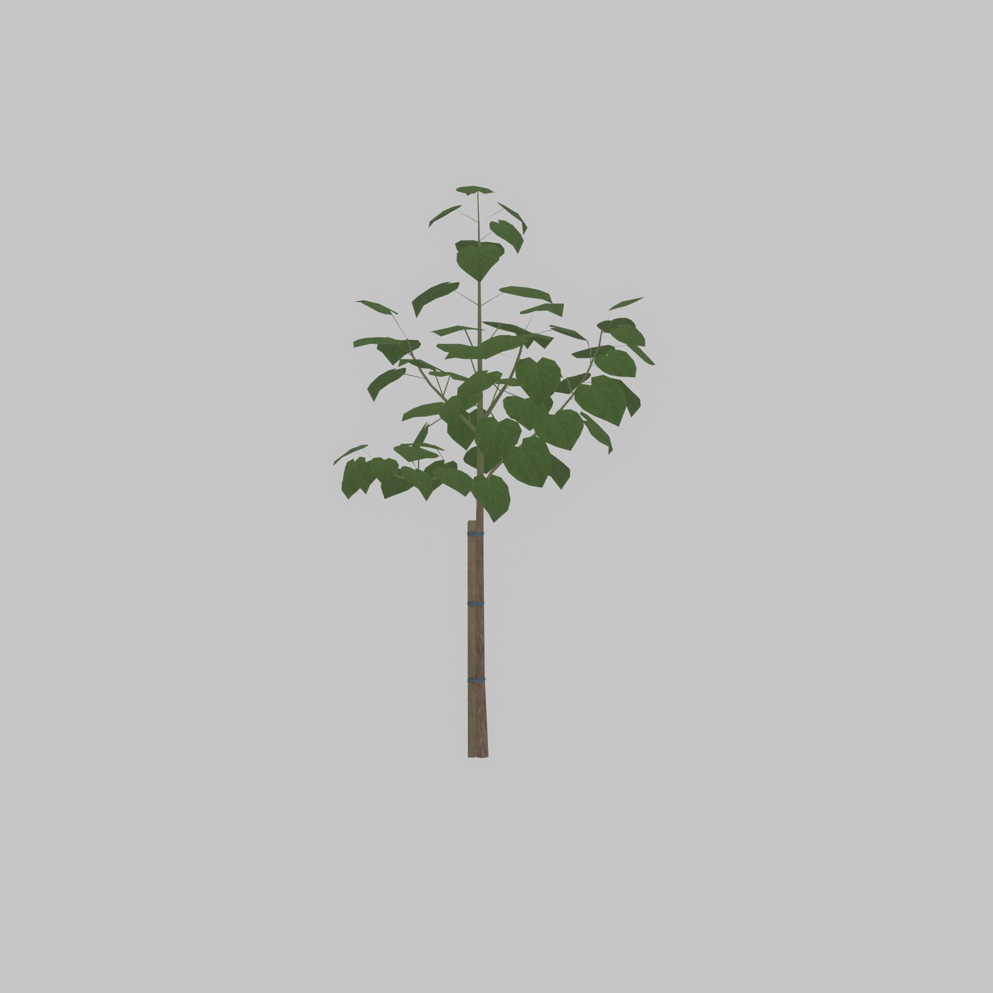 Empress tree summer LOD1 5000mm Low-poly 3D model_23