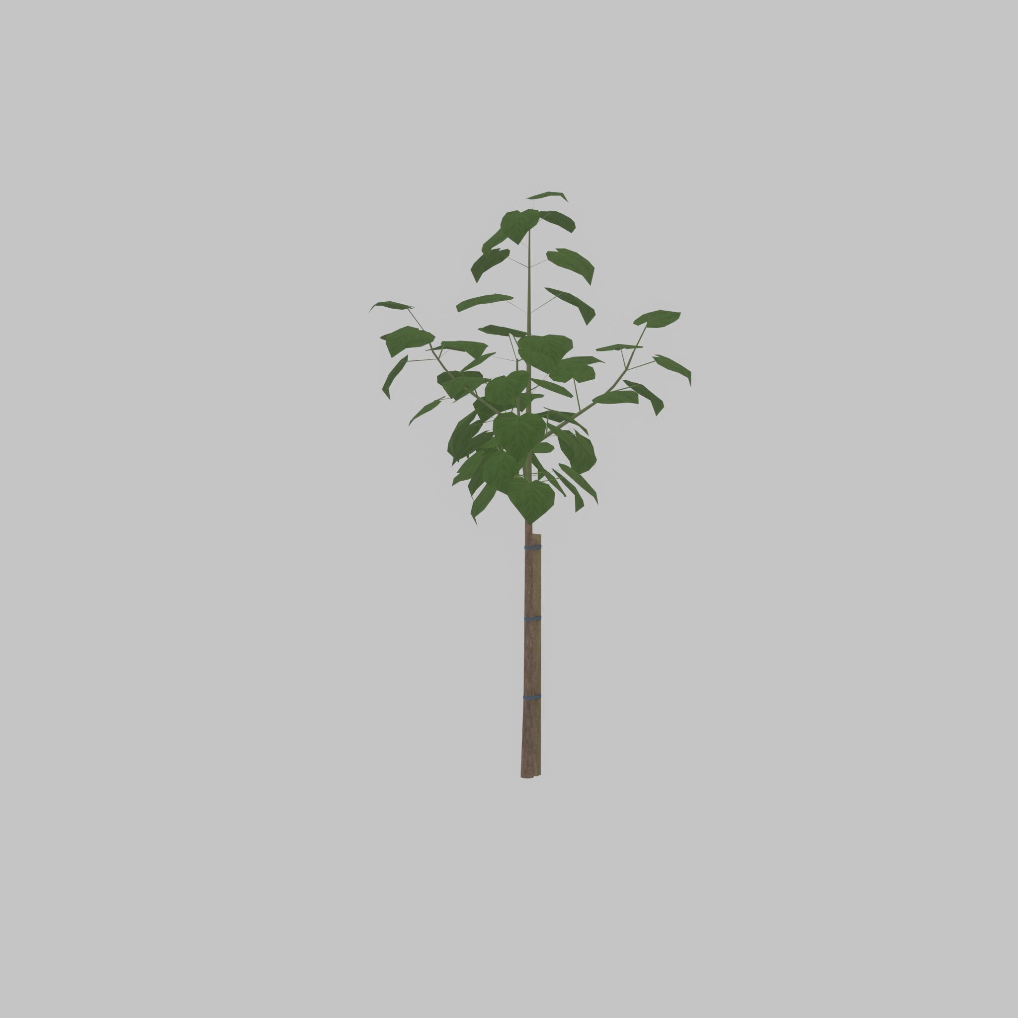 Empress tree summer LOD1 5000mm Low-poly 3D model_45