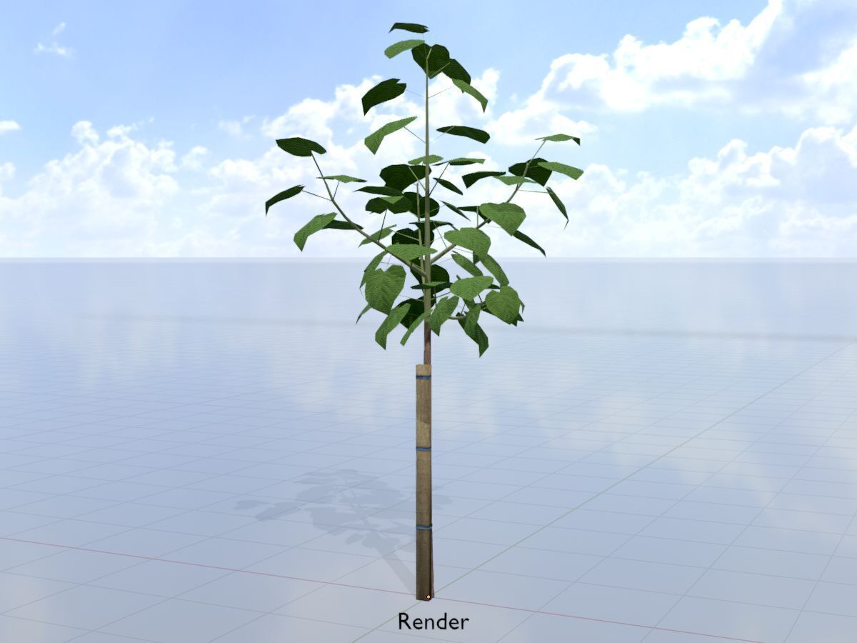 Empress tree summer LOD1 5000mm Low-poly 3D model_15