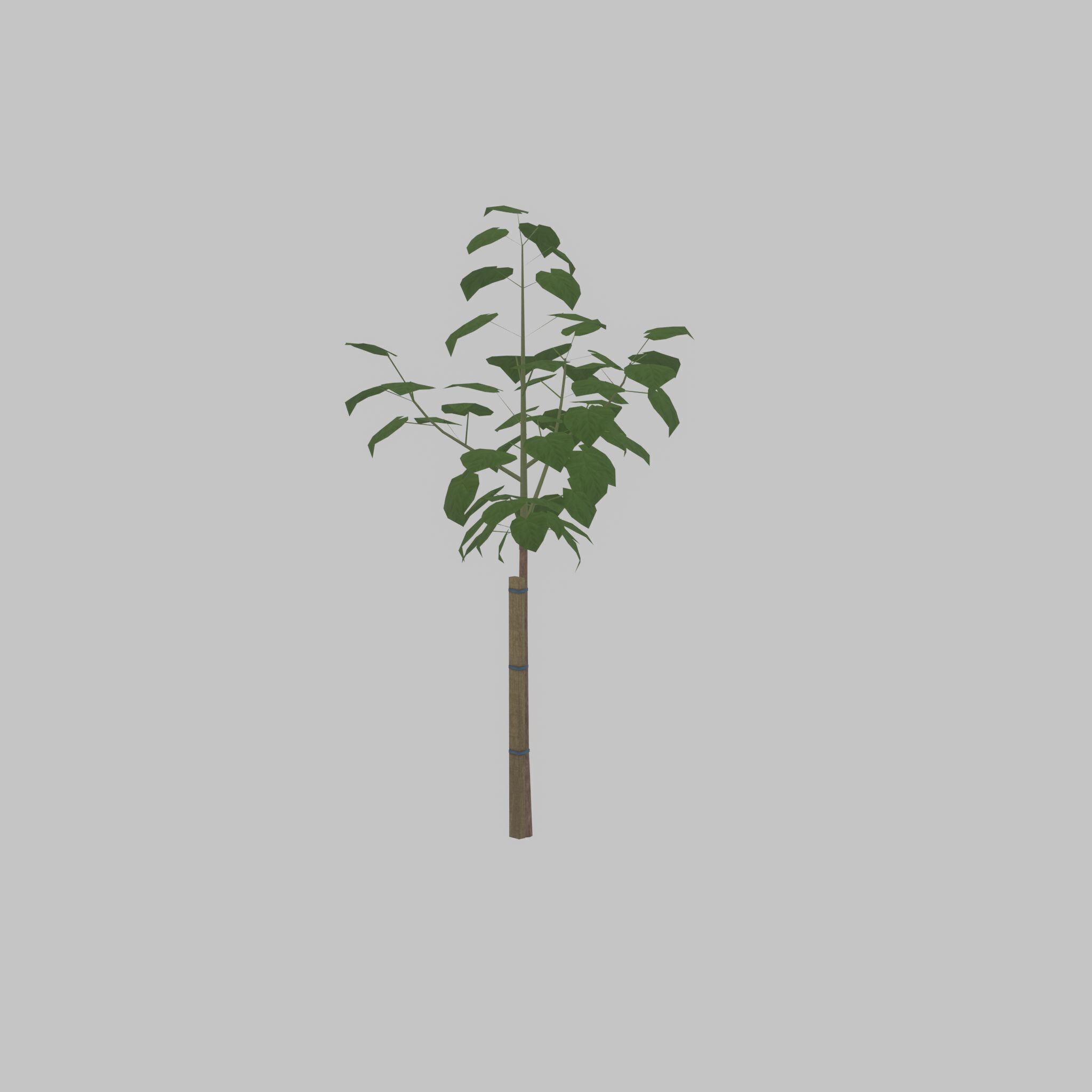 Empress tree summer LOD1 5000mm Low-poly 3D model_29