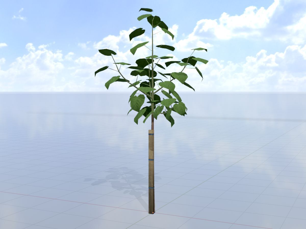 Empress tree summer LOD1 5000mm Low-poly 3D model_3