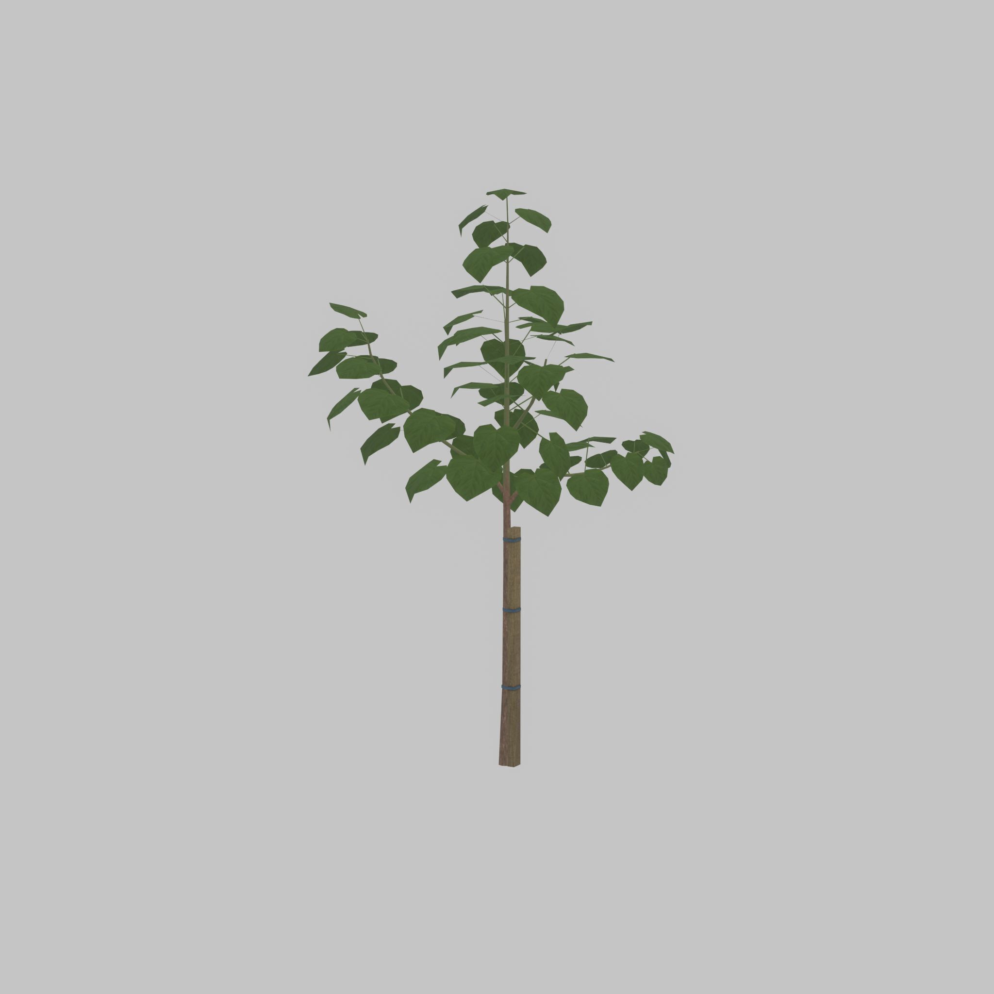 Empress tree summer LOD1 5000mm Low-poly 3D model_47