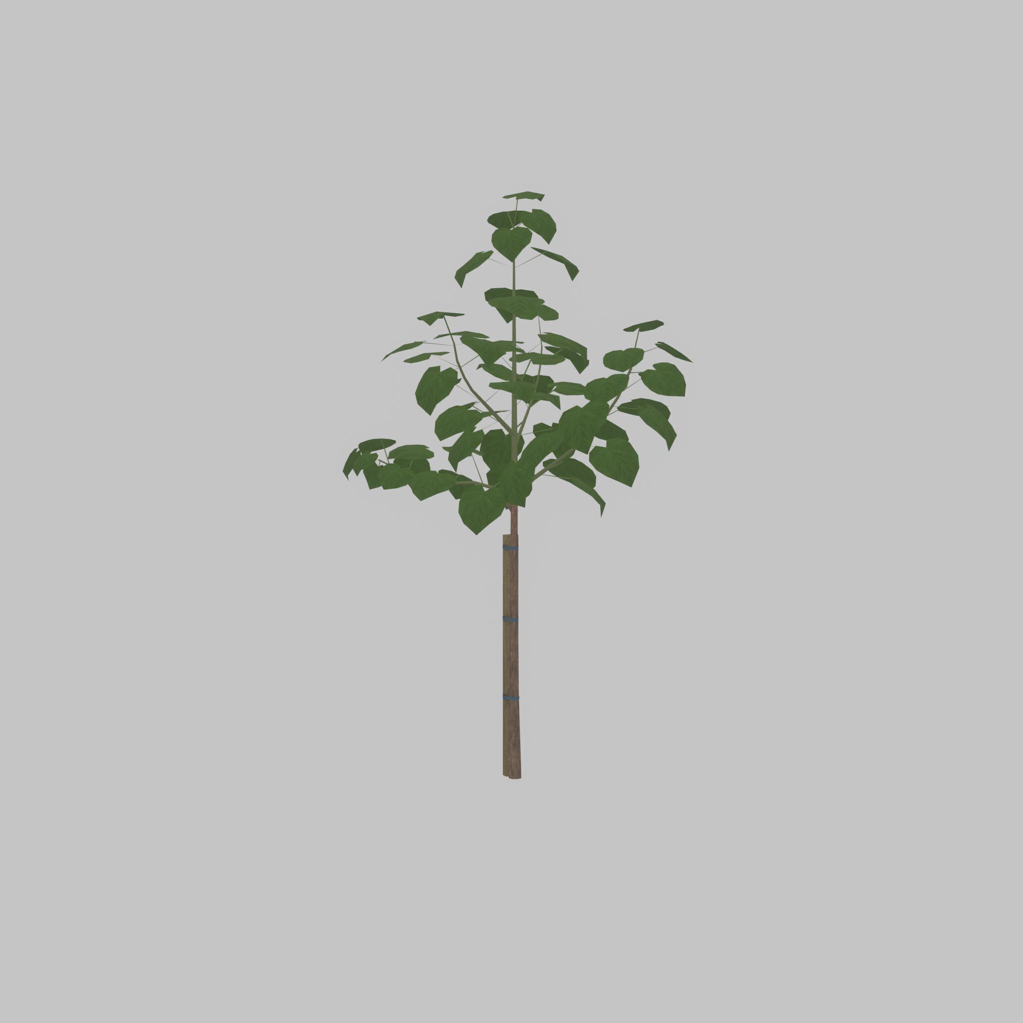Empress tree summer LOD1 5000mm Low-poly 3D model_33