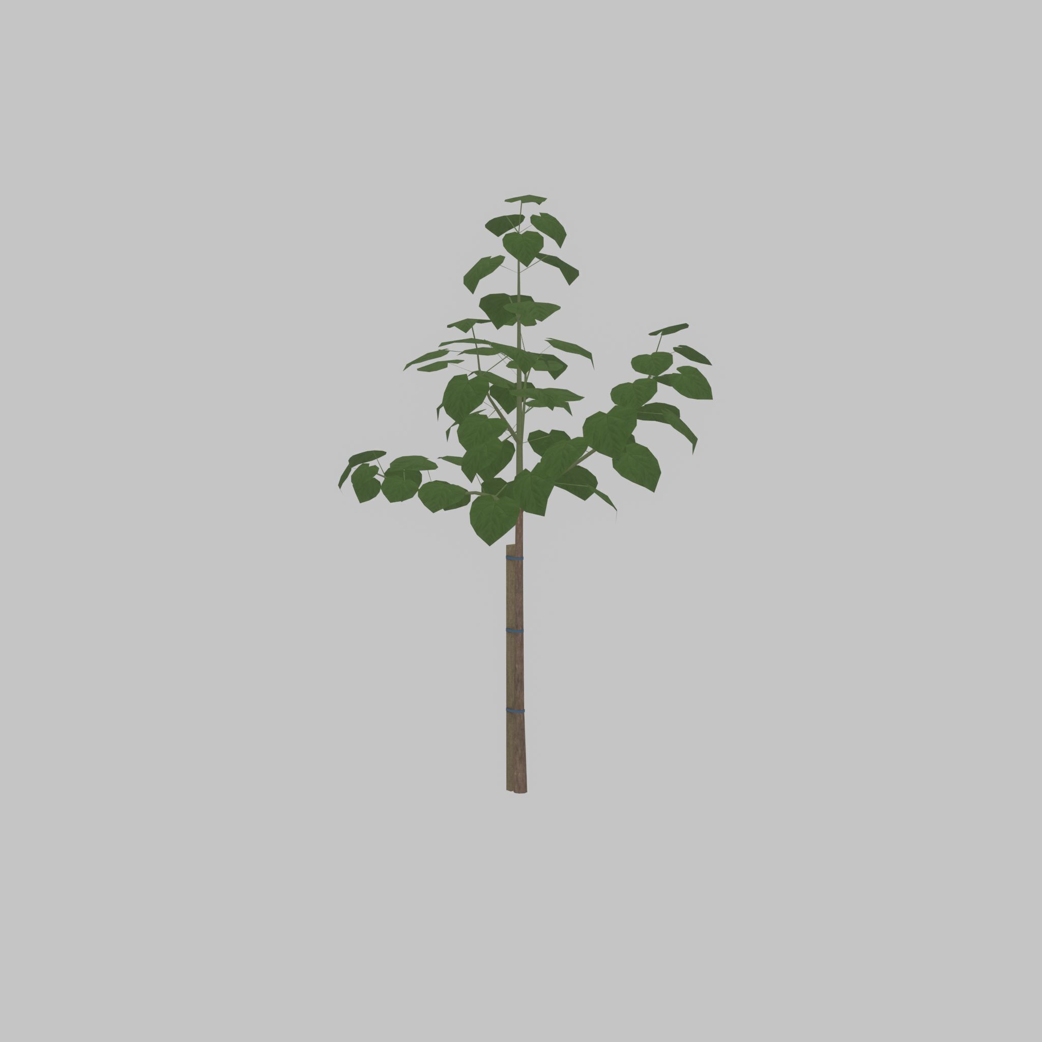 Empress tree summer LOD1 5000mm Low-poly 3D model_27