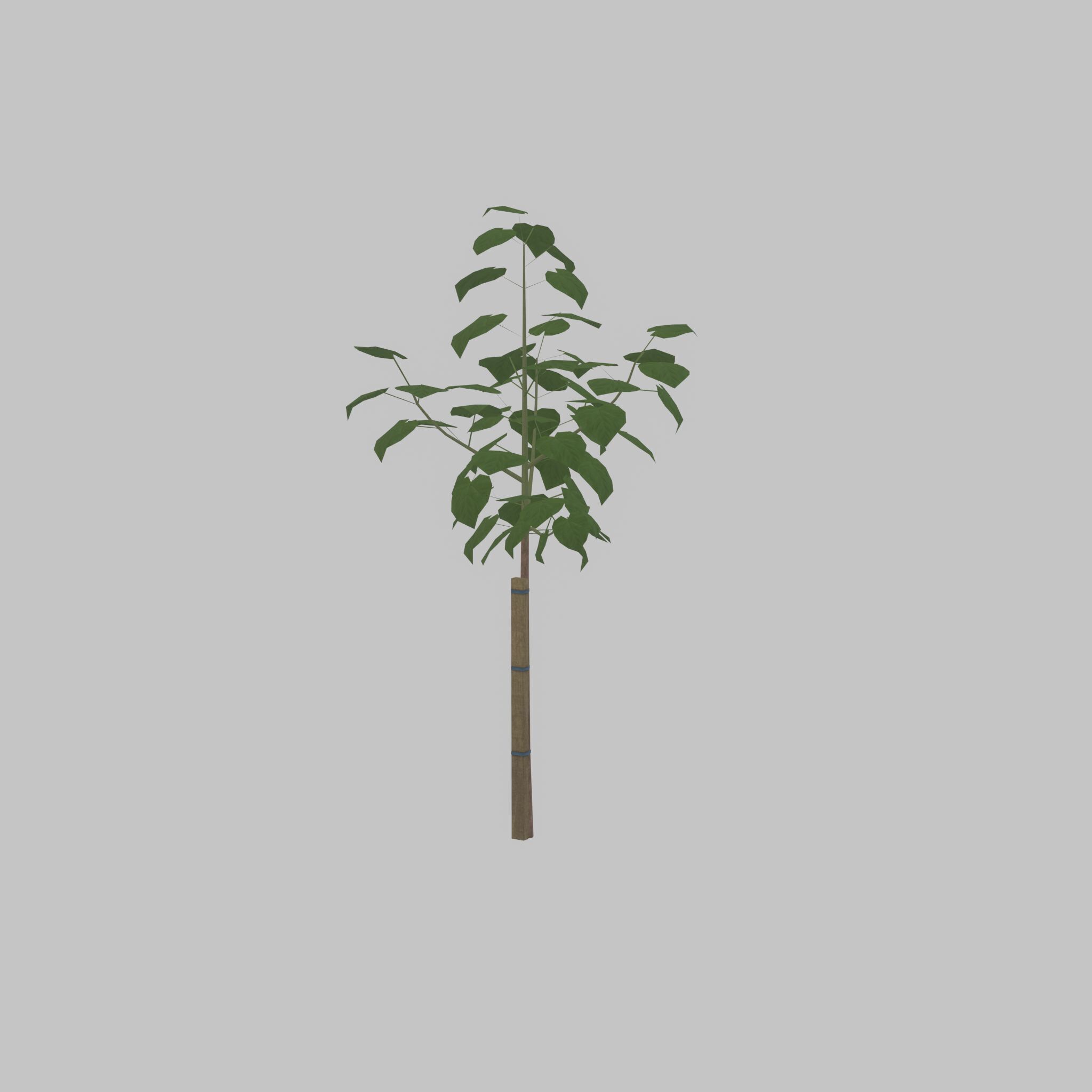 Empress tree summer LOD1 5000mm Low-poly 3D model_24
