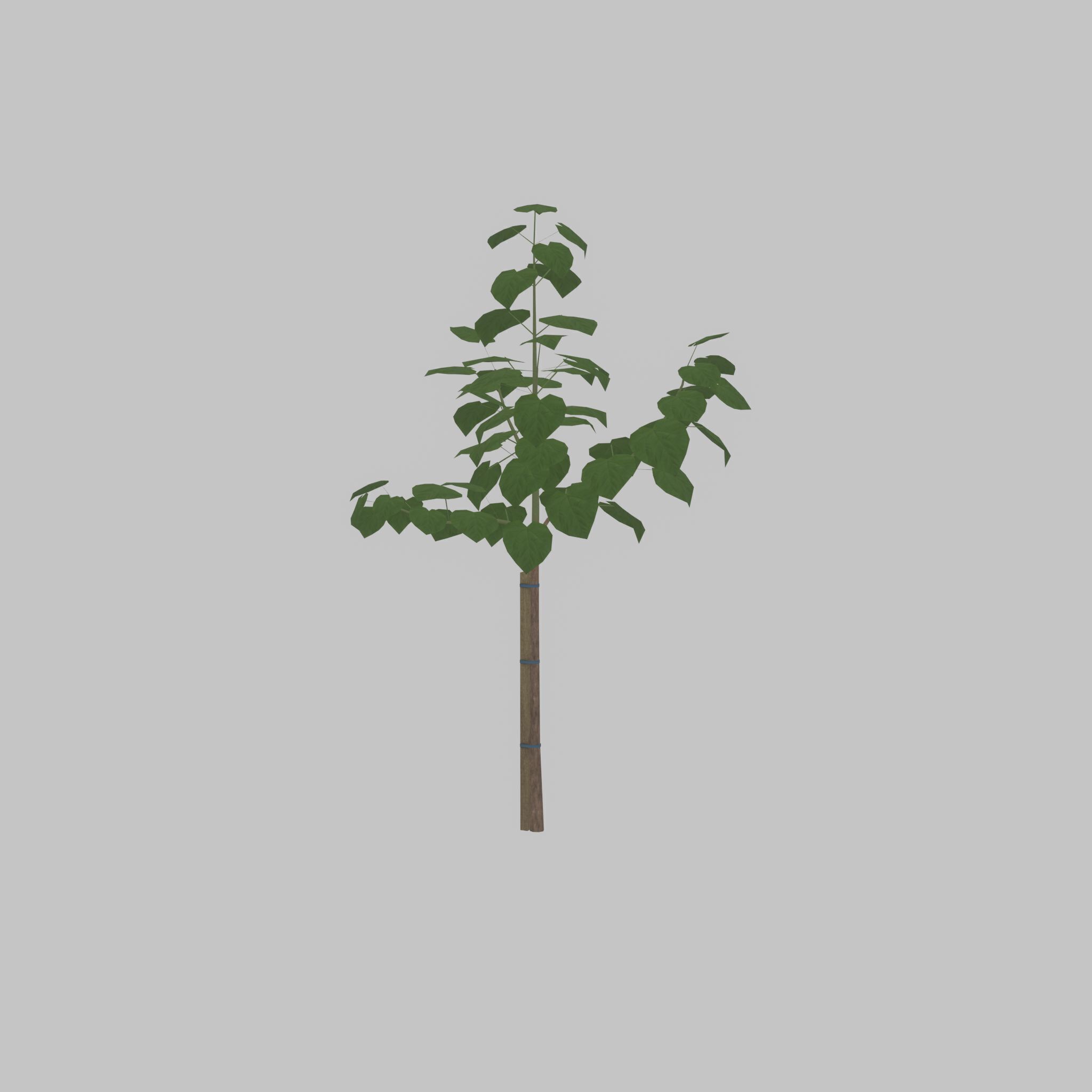 Empress tree summer LOD1 5000mm Low-poly 3D model_25