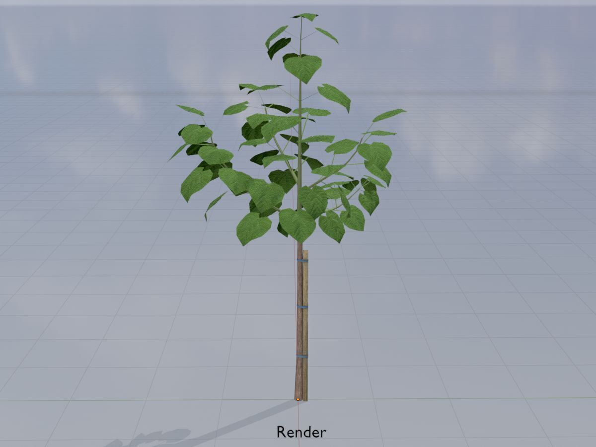 Empress tree summer LOD1 5000mm Low-poly 3D model_14