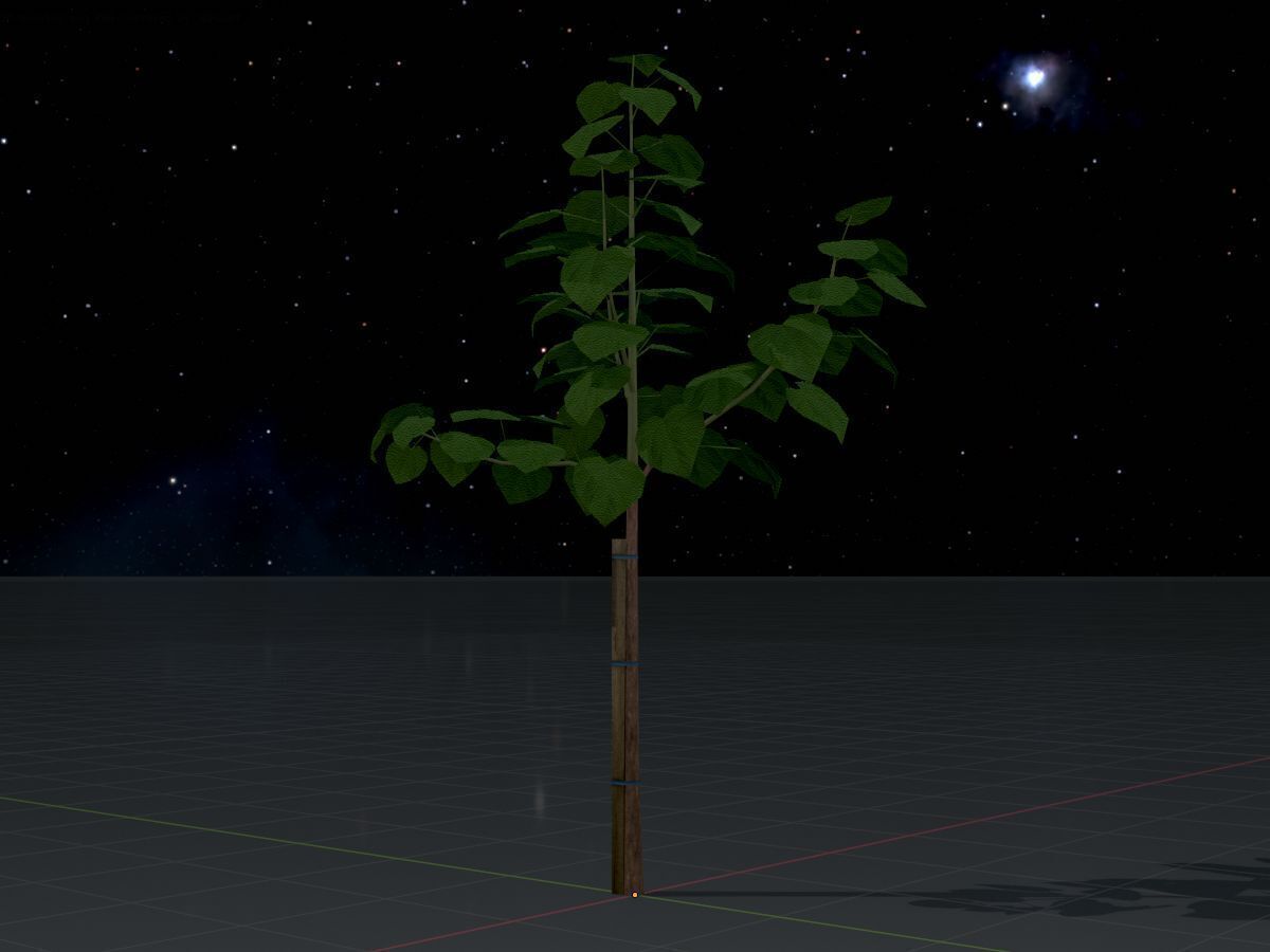 Empress tree summer LOD1 5000mm Low-poly 3D model_4