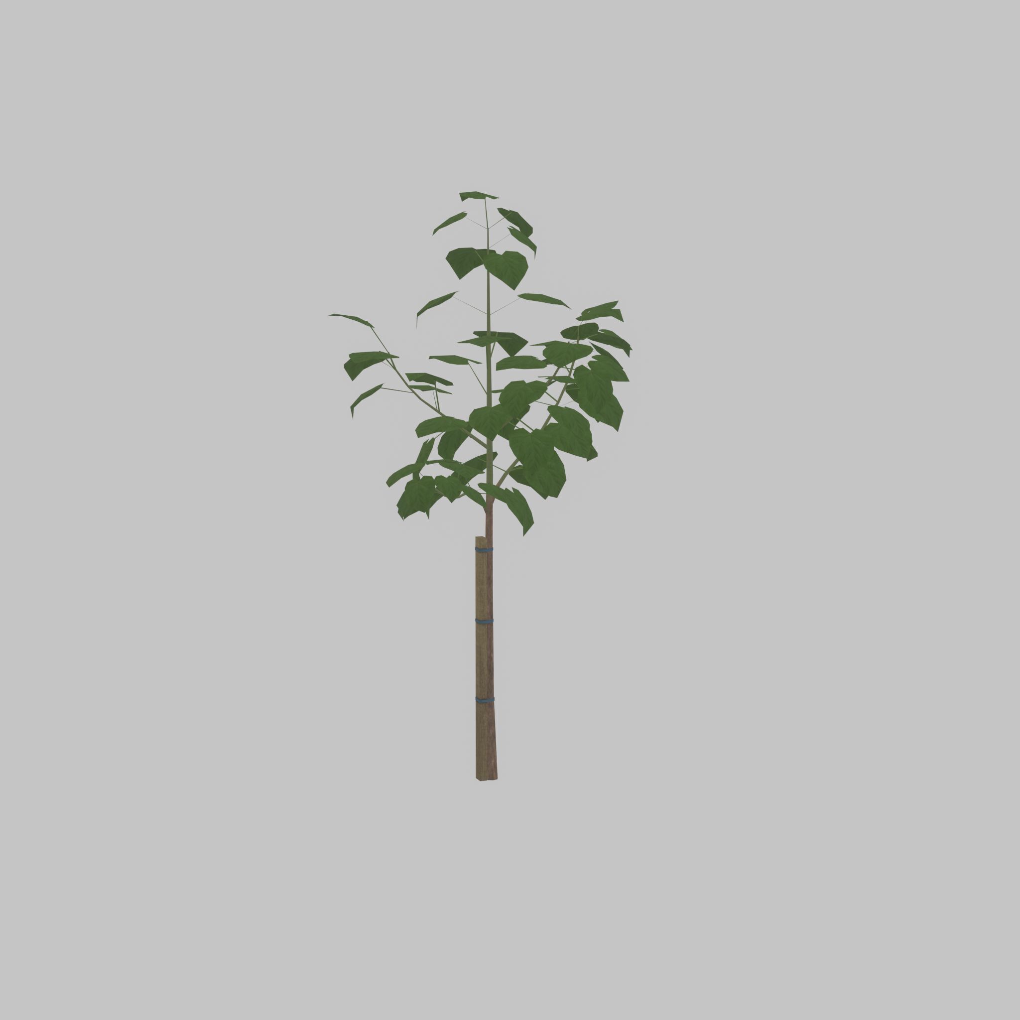 Empress tree summer LOD1 5000mm Low-poly 3D model_21