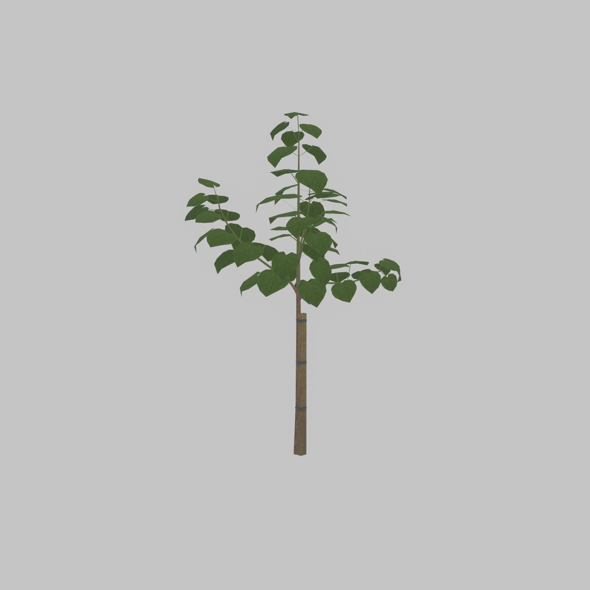 Empress tree summer LOD1 5000mm Low-poly 3D model_48