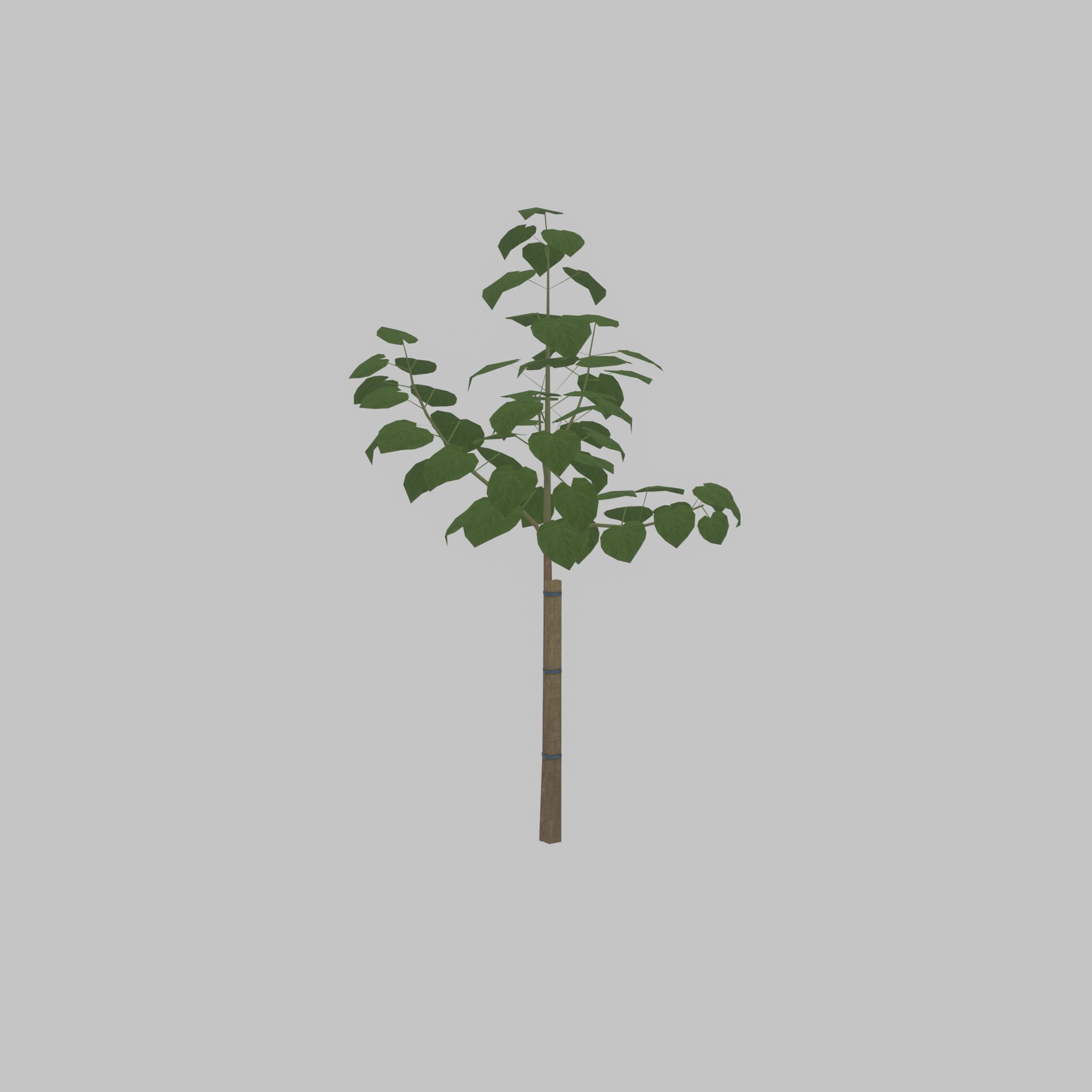 Empress tree summer LOD1 5000mm Low-poly 3D model_36