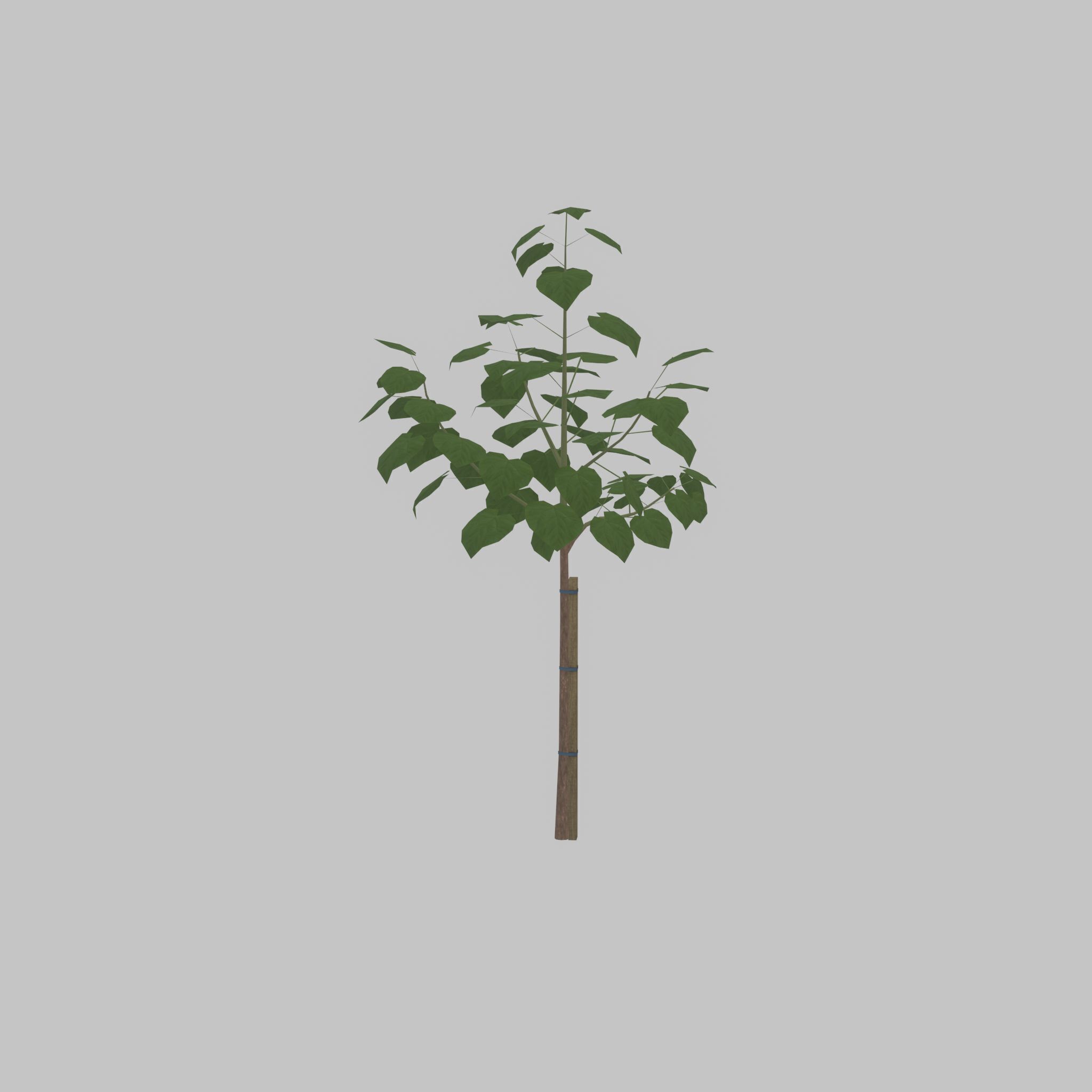 Empress tree summer LOD1 5000mm Low-poly 3D model_42