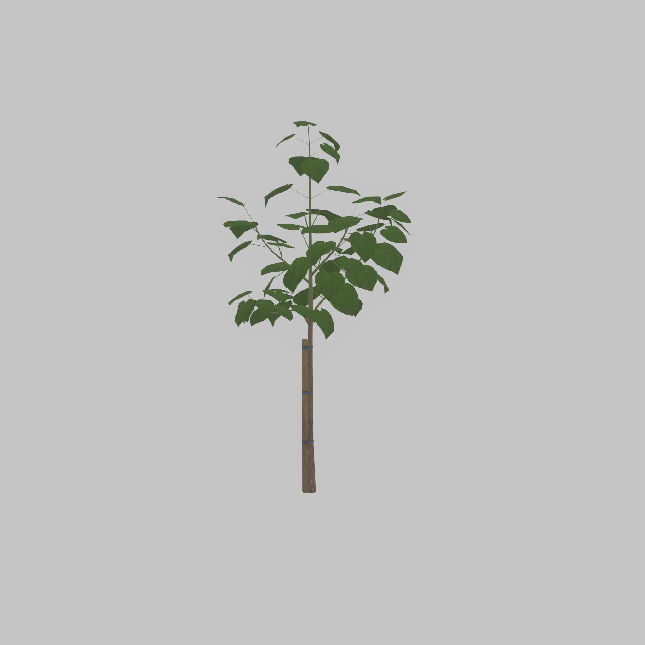 Empress tree summer LOD1 5000mm Low-poly 3D model_26