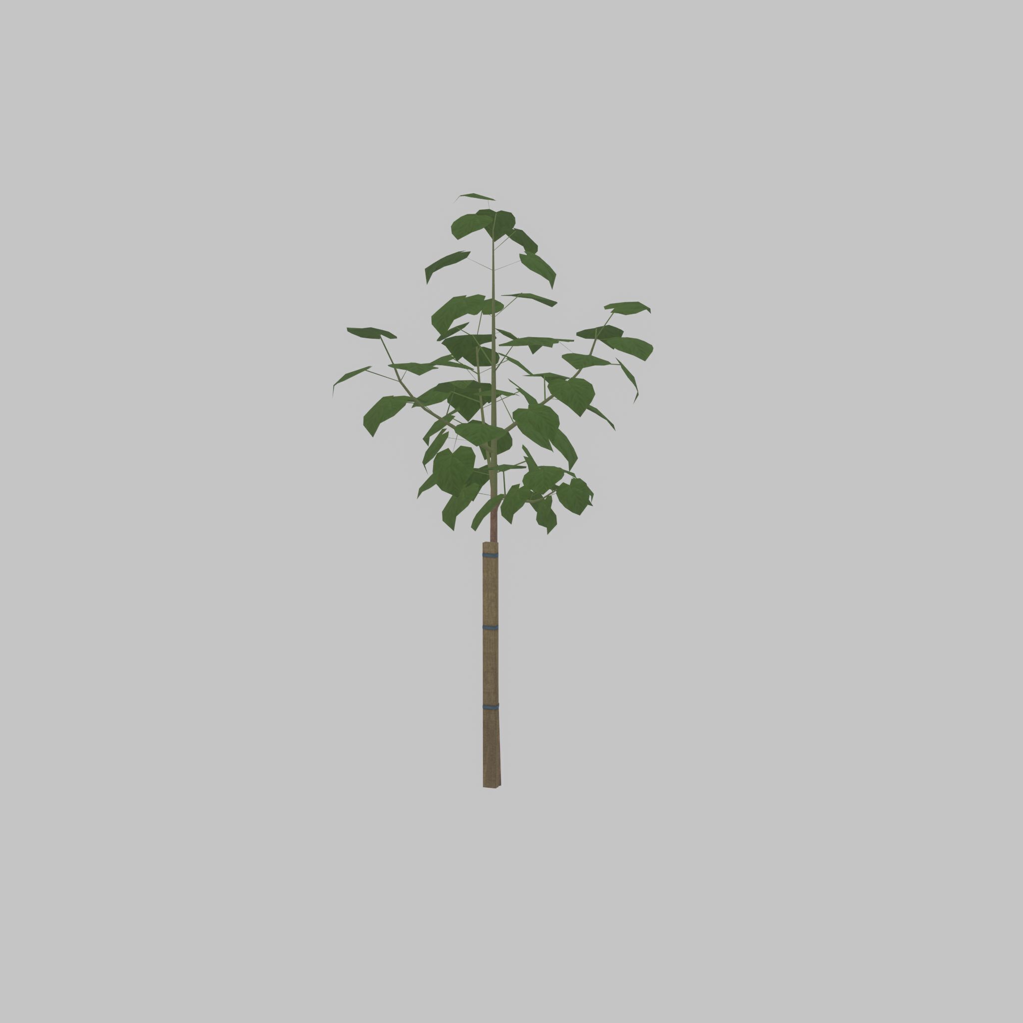 Empress tree summer LOD1 5000mm Low-poly 3D model_31
