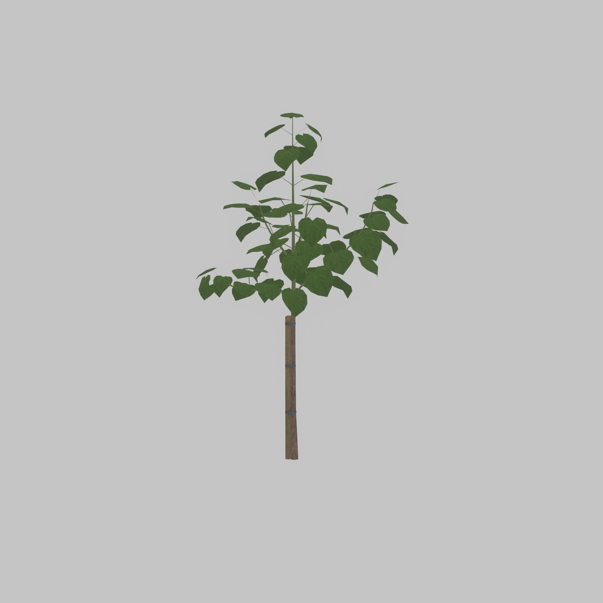 Empress tree summer LOD1 5000mm Low-poly 3D model_46