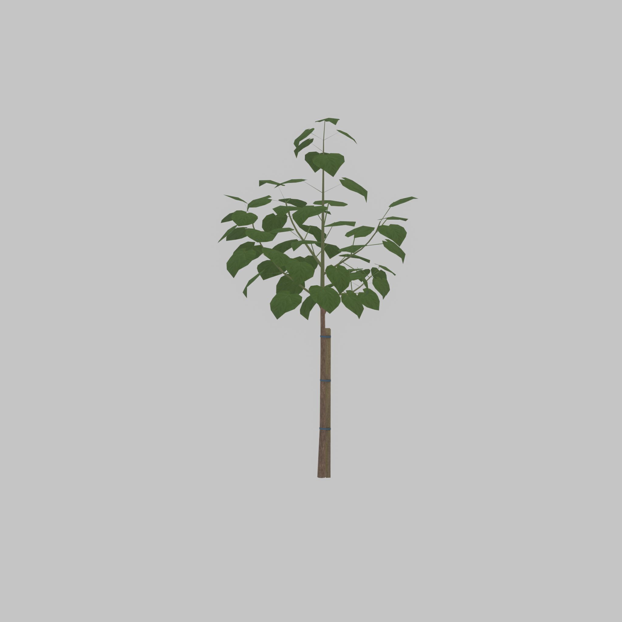 Empress tree summer LOD1 5000mm Low-poly 3D model_50