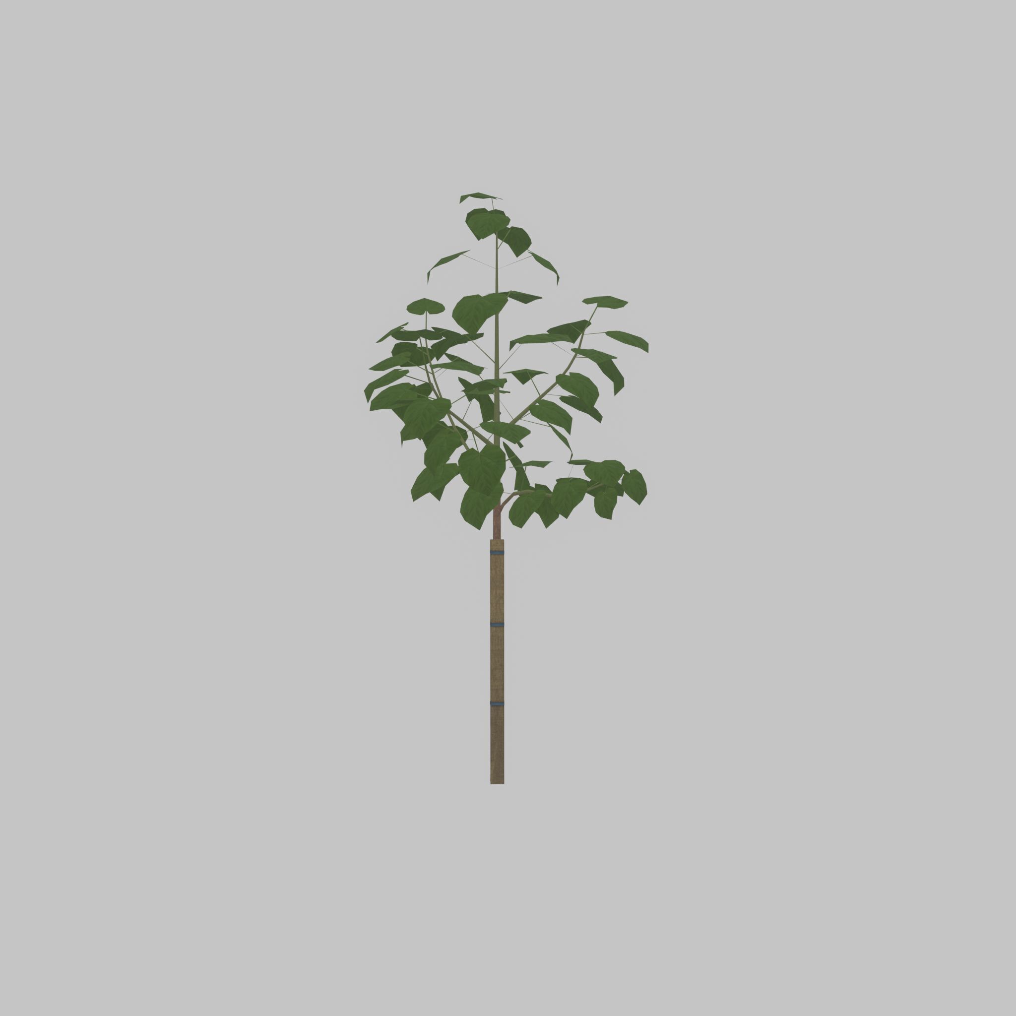 Empress tree summer LOD1 5000mm Low-poly 3D model_22