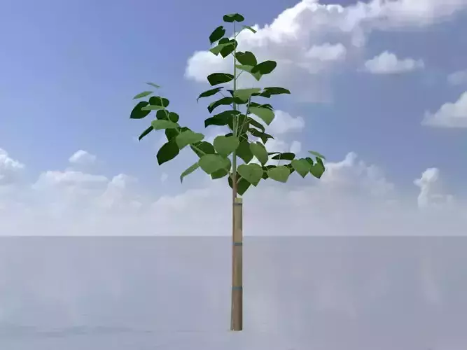 Empress tree summer LOD1 5000mm Low-poly 3D model