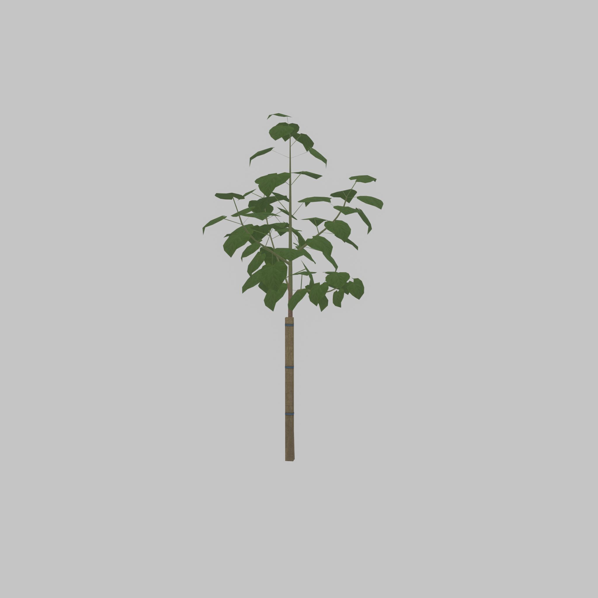 Empress tree summer LOD1 5000mm Low-poly 3D model_28