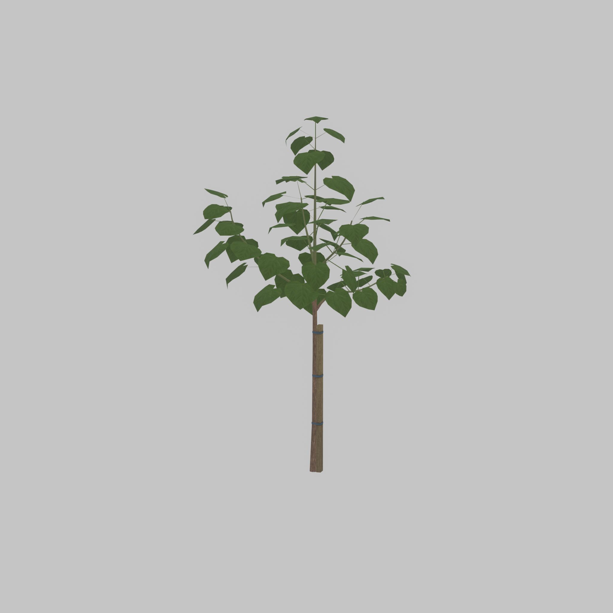 Empress tree summer LOD1 5000mm Low-poly 3D model_44