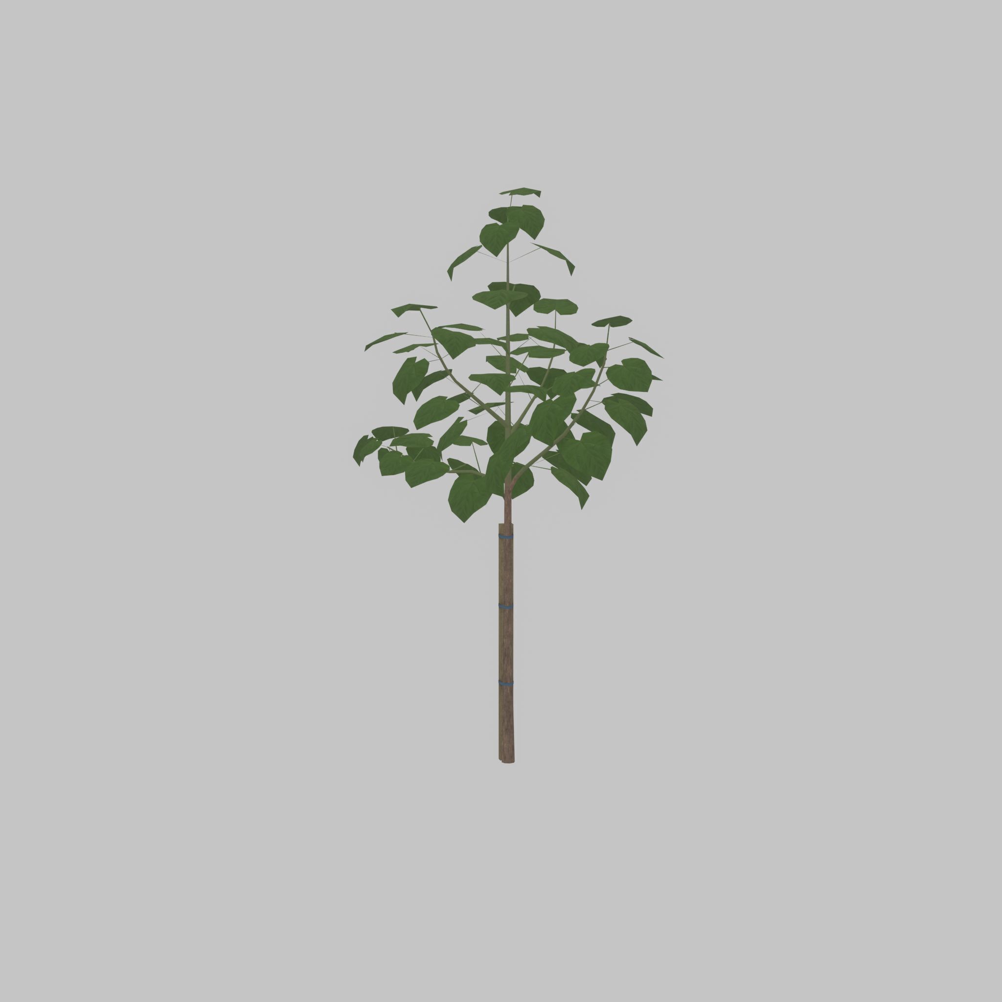 Empress tree summer LOD1 5000mm Low-poly 3D model_49