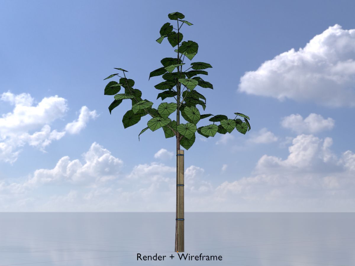 Empress tree summer LOD1 5000mm Low-poly 3D model_6