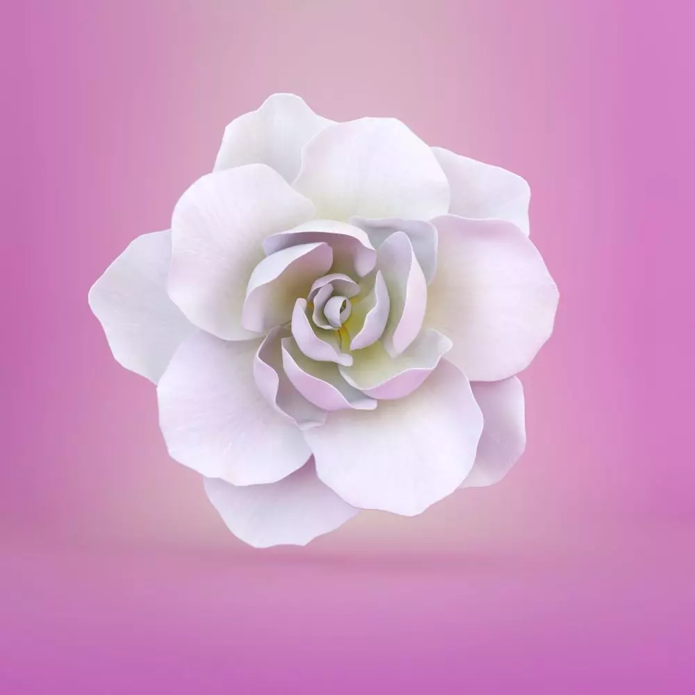 Gardenia Flower 3D model