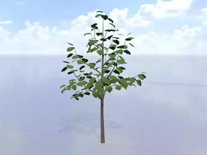 Empress tree summer LOD1 8000mm