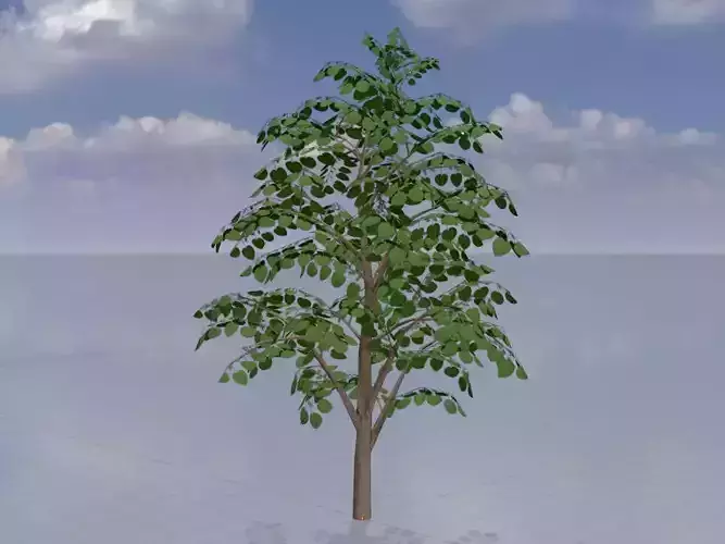 Empress tree summer LOD1 12000mm Low-poly 3D model