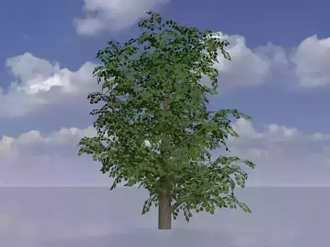 Empress tree summer LOD1 21000mm