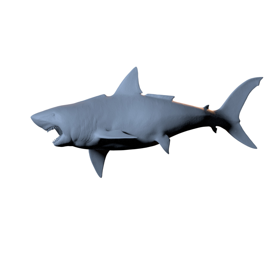 Megalodon 3D print model_11