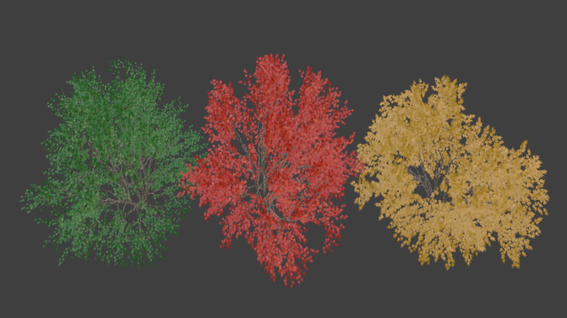 Maple Tree 3D model_4