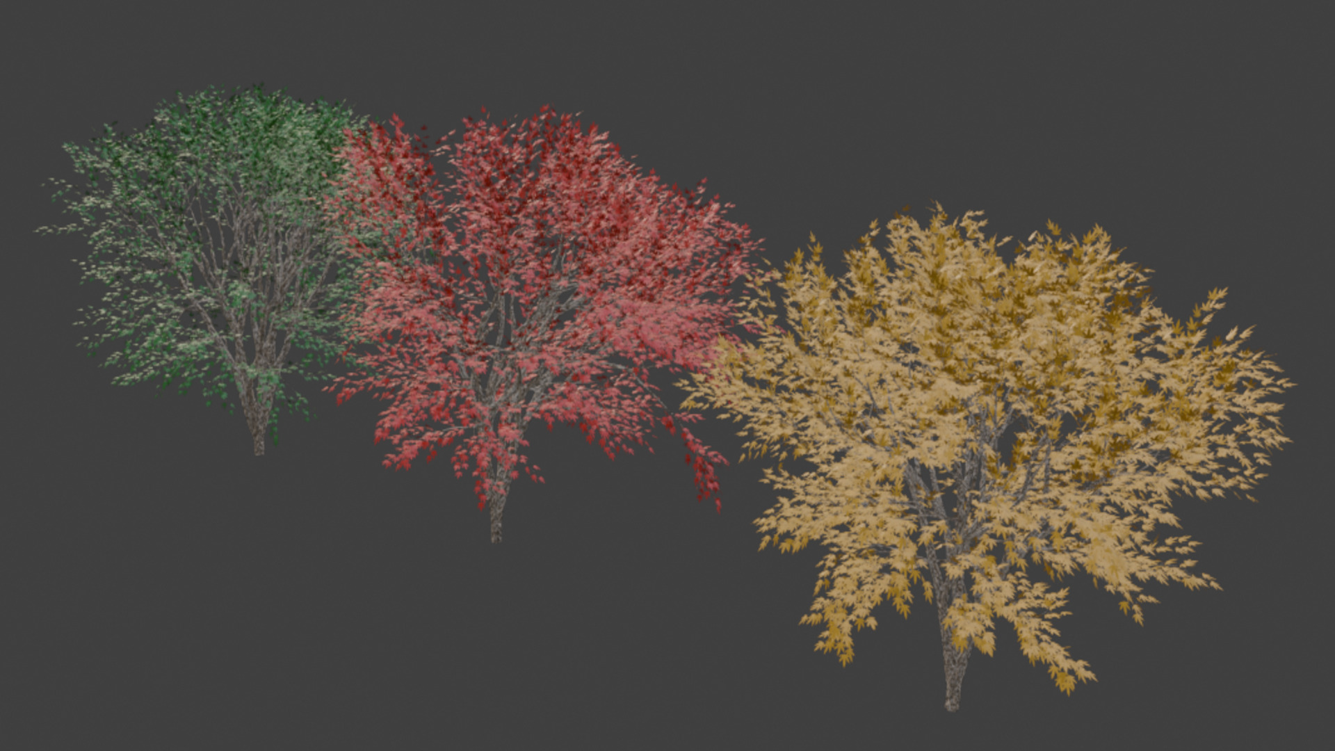 Maple Tree 3D model_2
