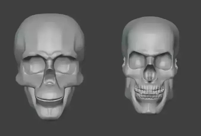Human 3d skull