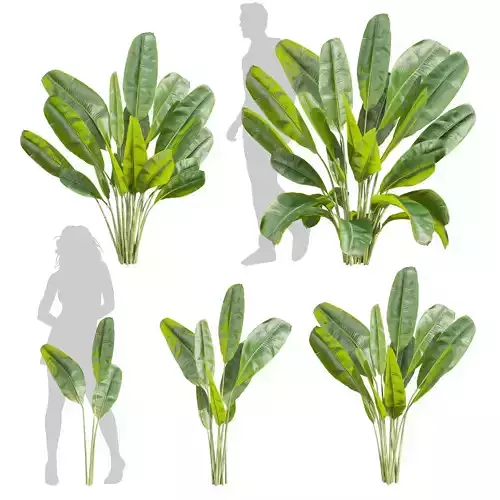 High-Quality 3D Banana Plant Model