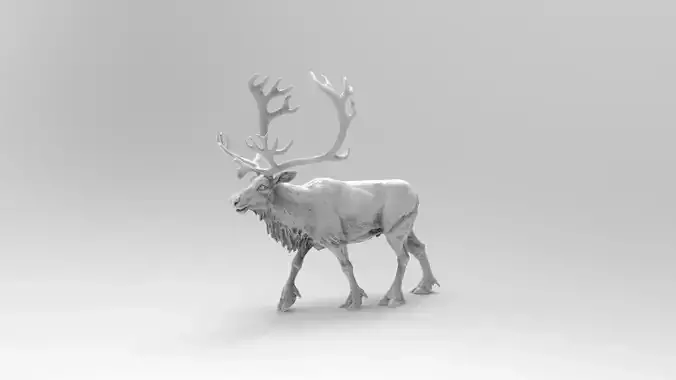 Deer 5