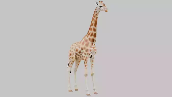 African Giraffe