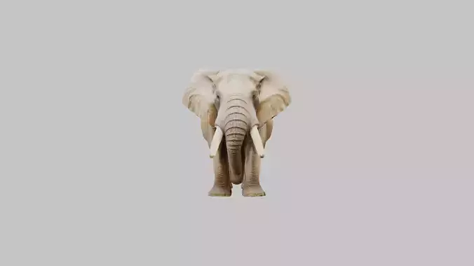 Realistic 3D Elephant Model - High Quality Animal Sculpture