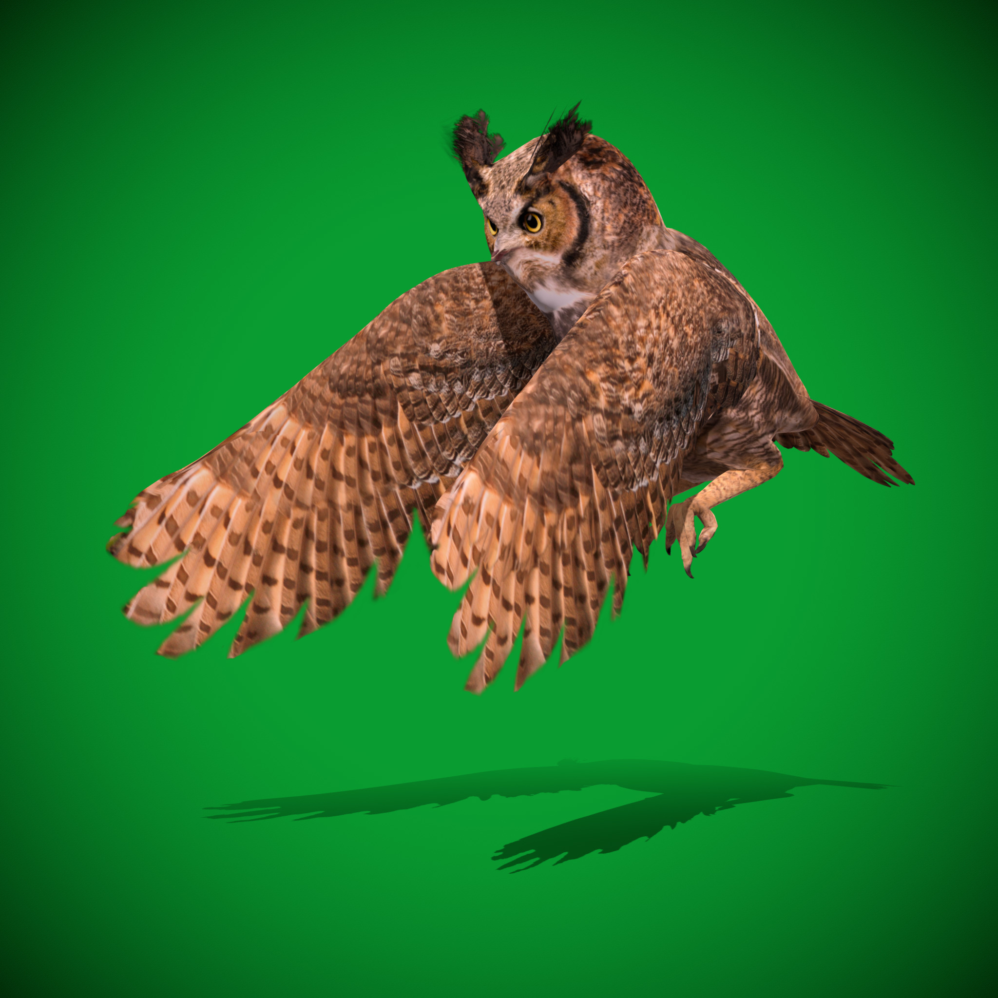 Great Horned Owl Low-poly 3D model_26
