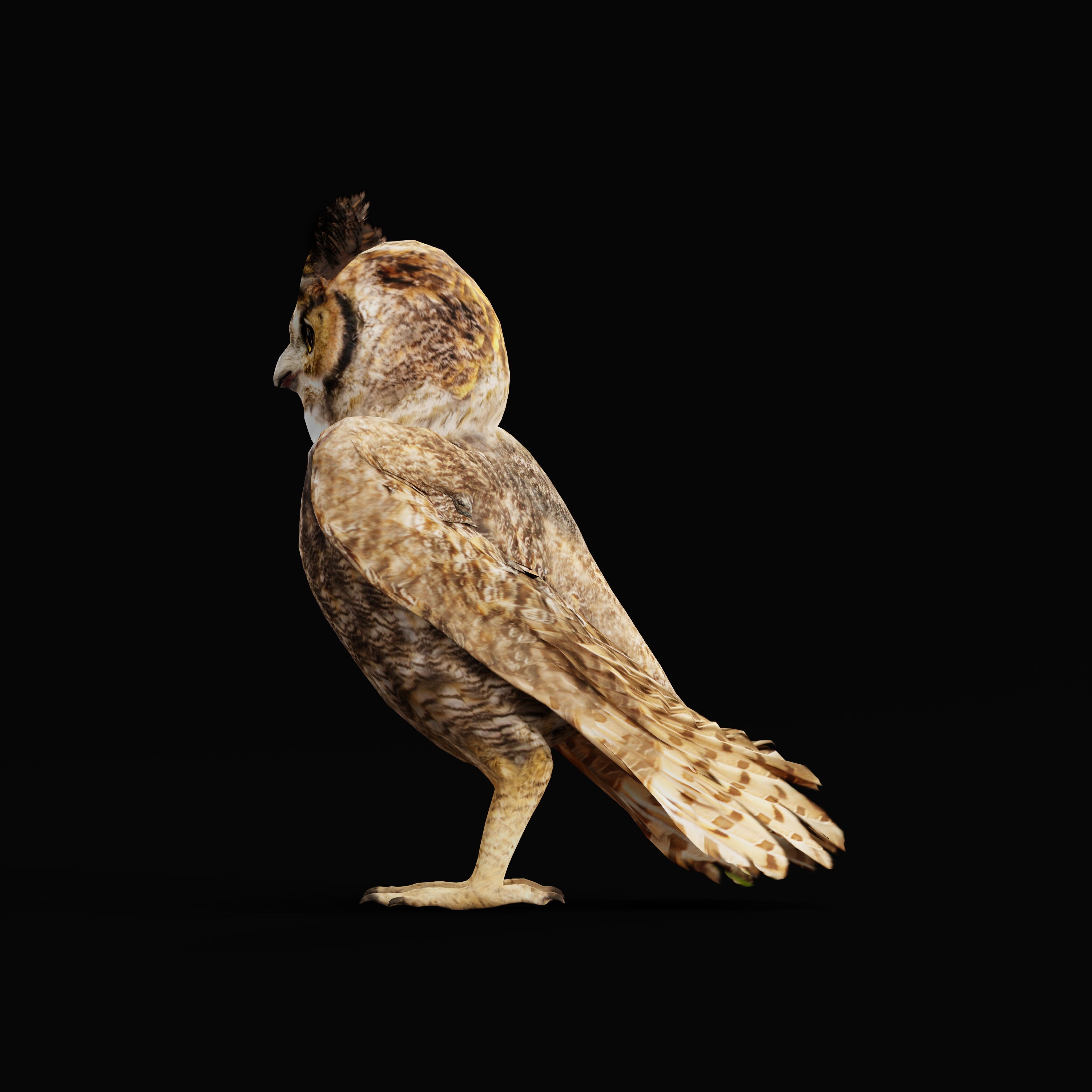 Great Horned Owl Low-poly 3D model_38