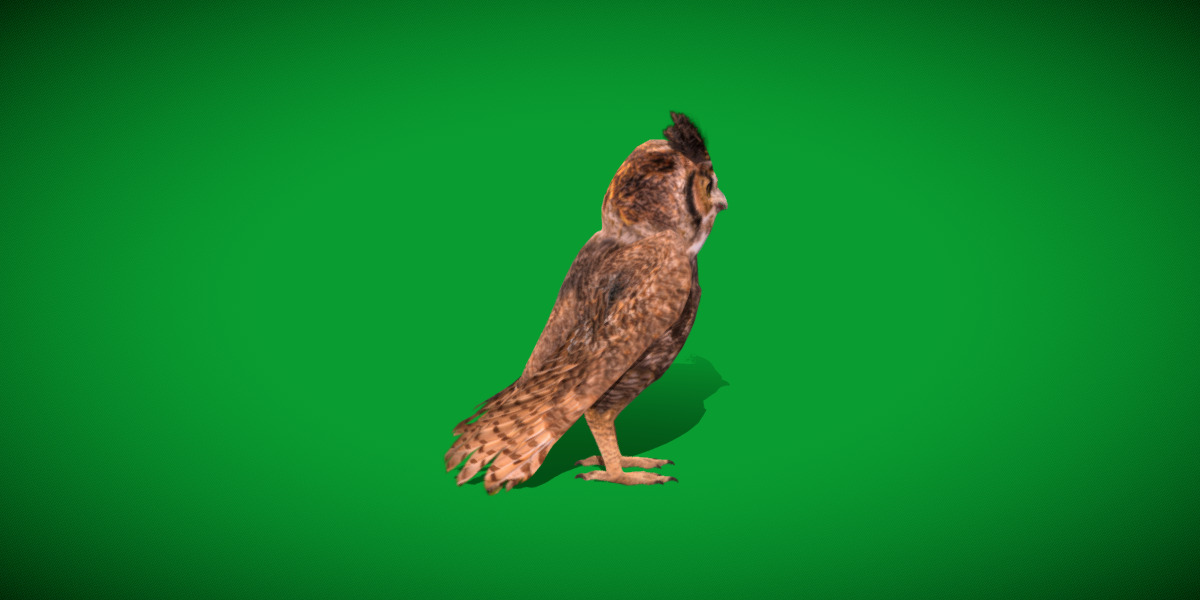 Great Horned Owl Low-poly 3D model_5